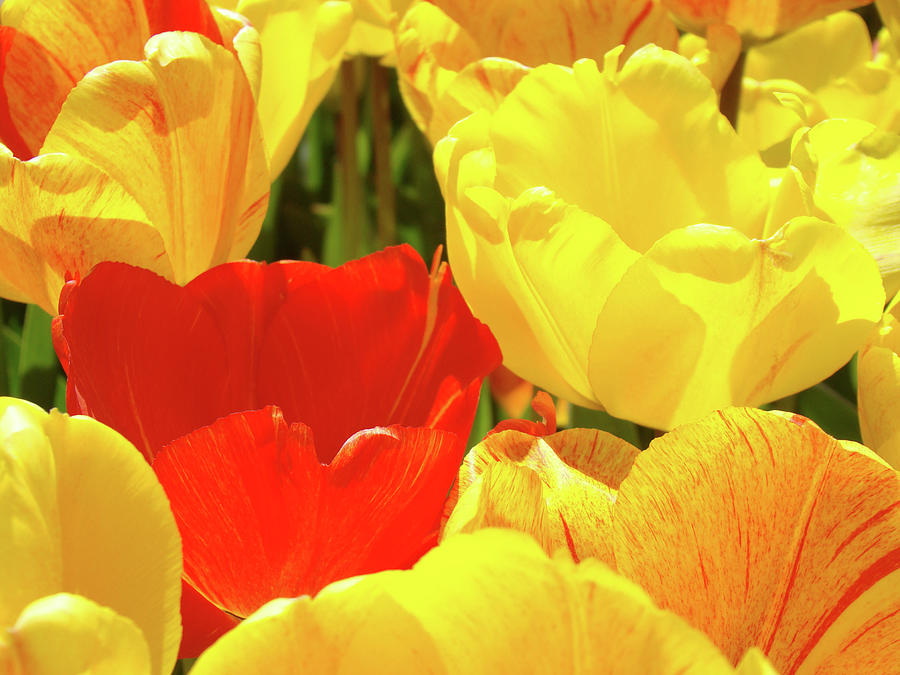 Tulip Photograph - Yellow Red Tulip Flowers art prints Baslee Trouman by Patti Baslee