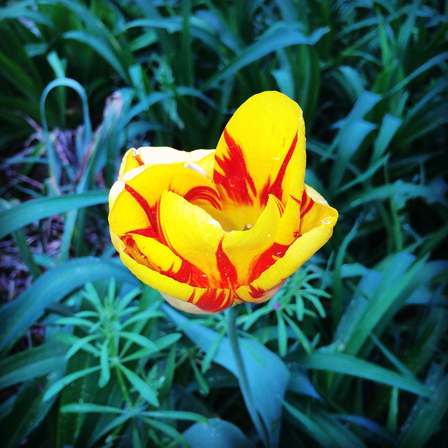 Yellow Red Tulip Photograph