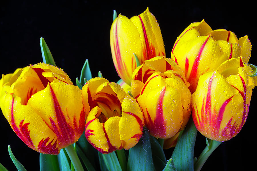 Yellow Red Tulips  Photograph by Garry Gay