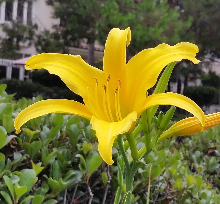 Yellow Renaissance Lily by Karen J Shine Yellow Renaissance Lily by Karen J Shine
