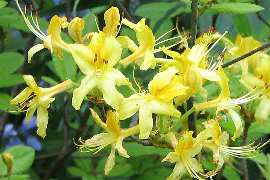Yellow Rhododendron Photograph by Carla Parris