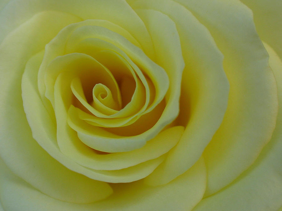 Yellow Rosa Photograph