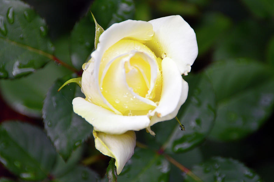 Yellow Rose 1 Photograph by Brian OKelly