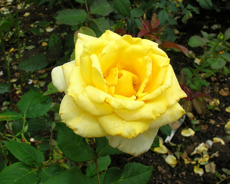 Yellow Rose 1 Photograph by George Jones