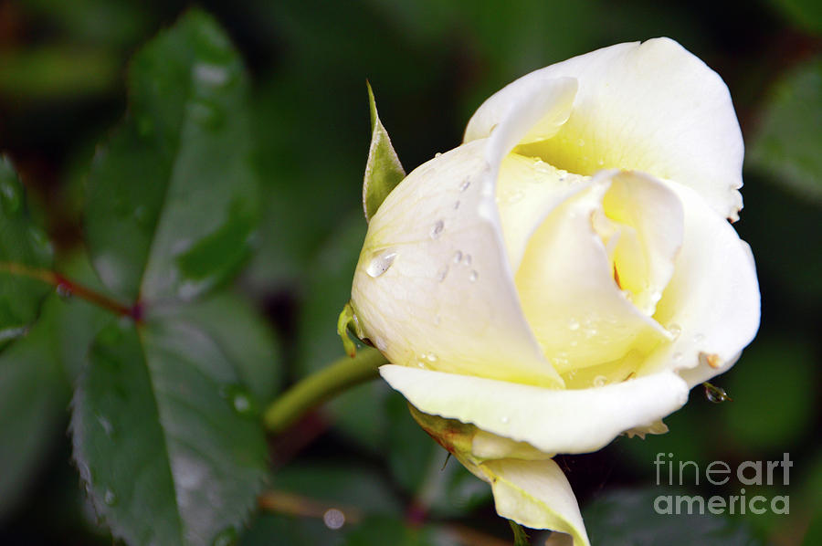 Yellow Rose 2 Photograph by Brian OKelly