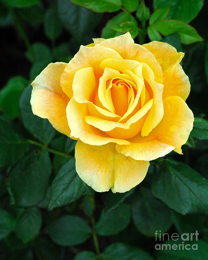 Yellow Rose 2 Photograph by Edward Sobuta