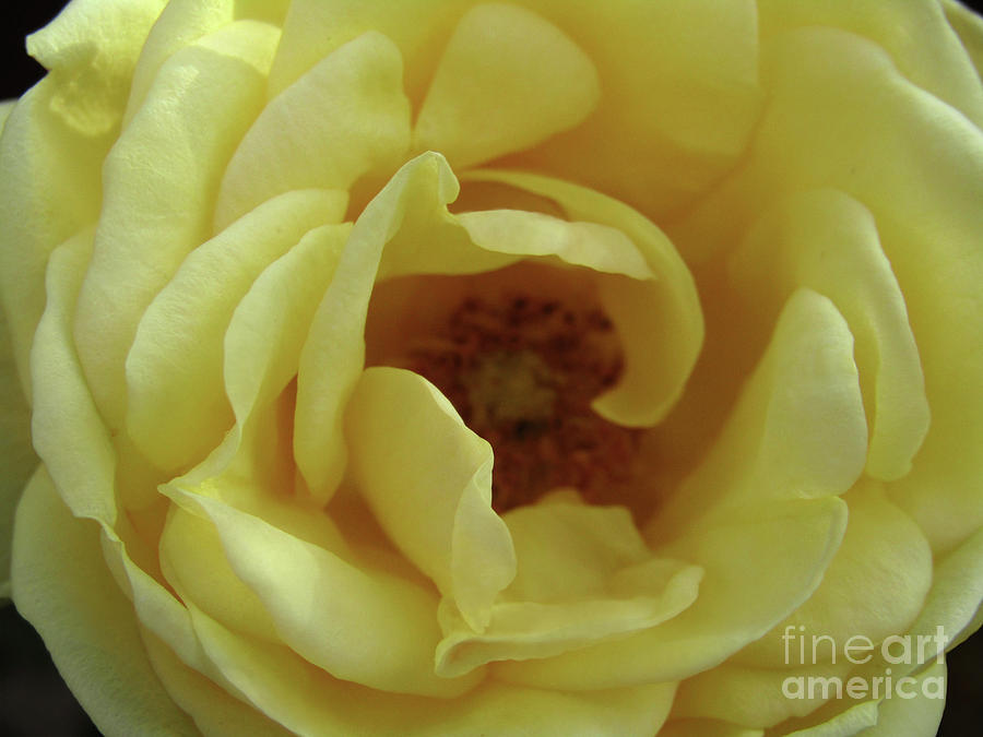 Yellow Rose 2 Photograph by Kim Tran
