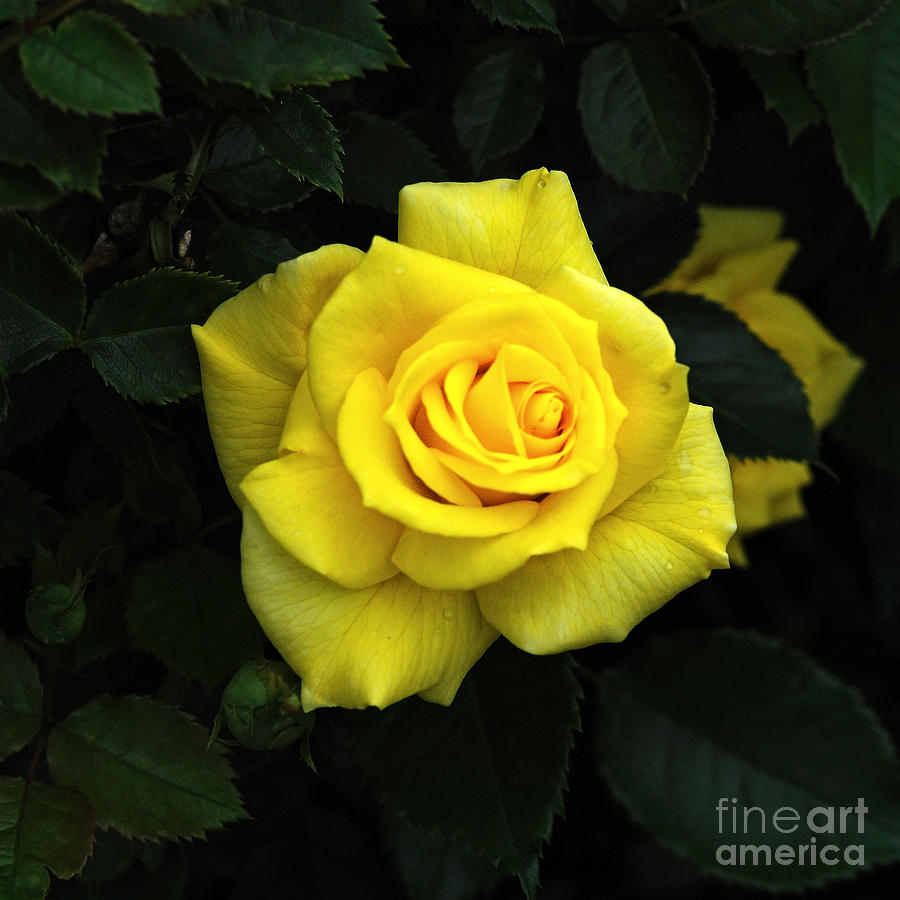 Yellow Rose 3 Photograph by Edward Sobuta