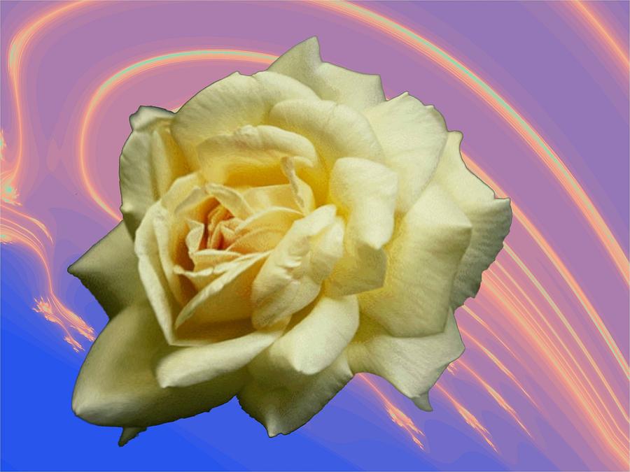 Rose Photograph - Yellow Rose 3 by Tim Allen