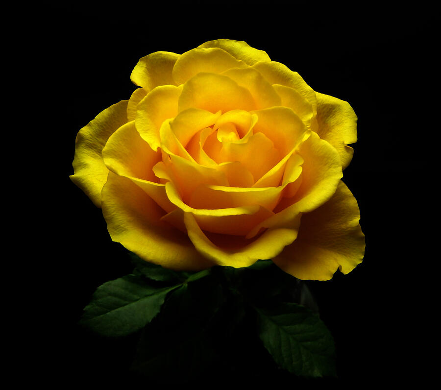 Yellow Rose 4 Photograph by Johanna Hurmerinta