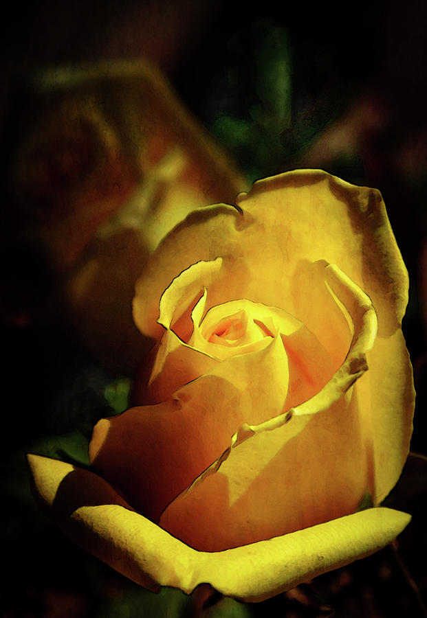 Yellow Rose 7651 DP_2 Photograph by Steven Ward