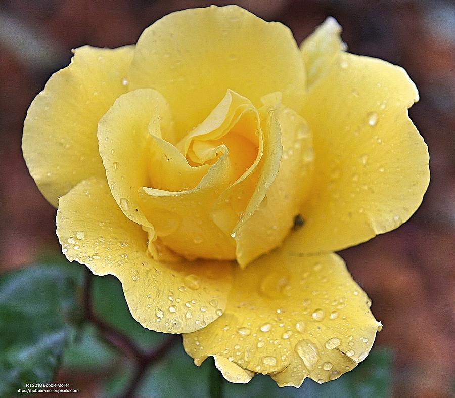Yellow Rose After The Rain Photograph by Bobbie Moller
