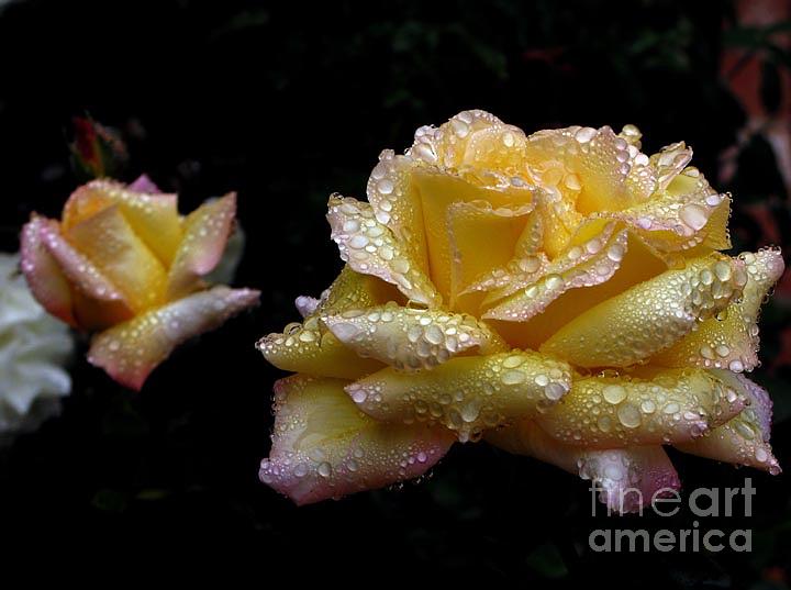 Flower Photograph - Yellow Rose After The Rain by Daniel Koral