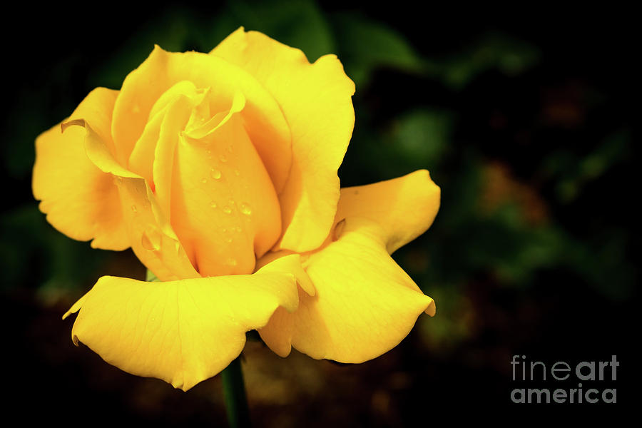 Yellow Rose - After The Rain Photograph