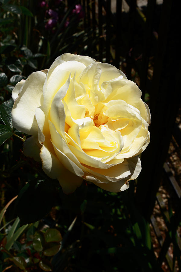 Yellow Rose Photograph by Aidan Moran