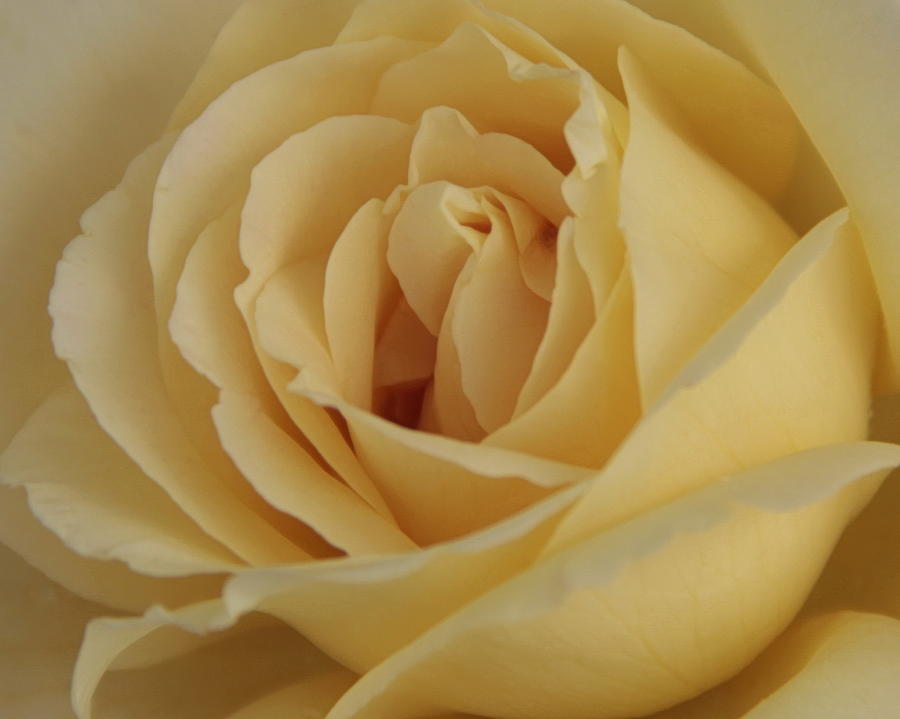 Rose Photograph - Yellow Rose by Alan Skonieczny