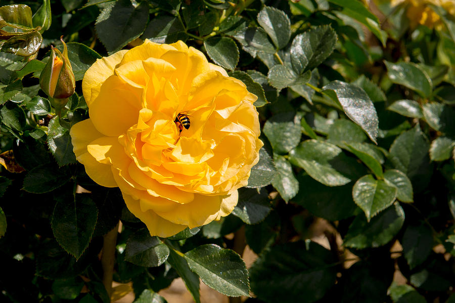 Animal Photograph - Yellow Rose and Bumblebee by Garry Loss