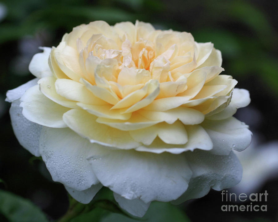 Yellow Rose And Dewdrops Photograph by Smilin Eyes Treasures