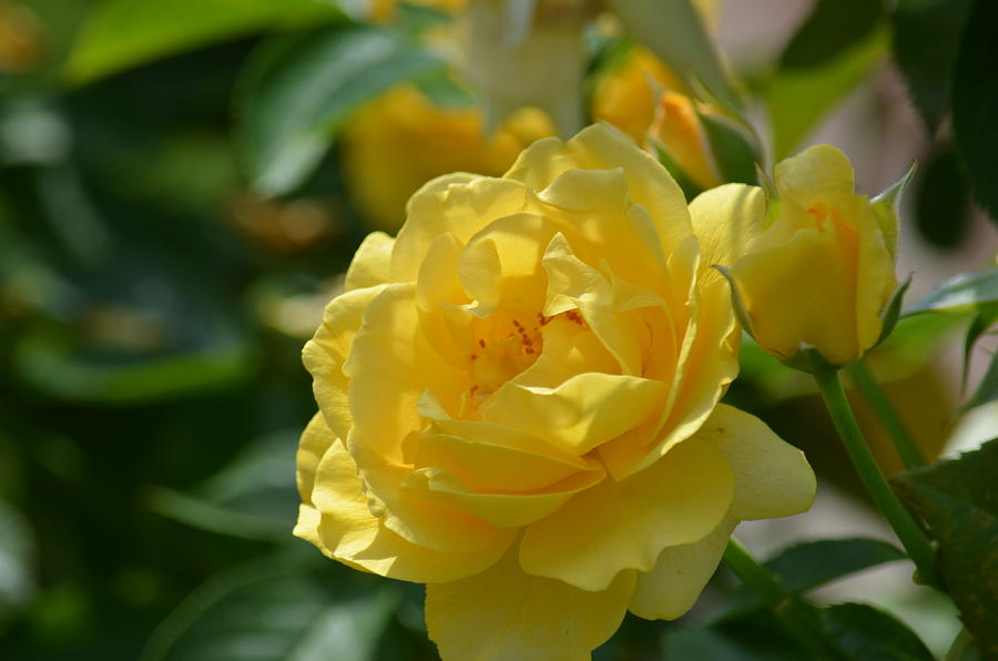 Yellow Rose and Rosebud Photograph by Maria Urso