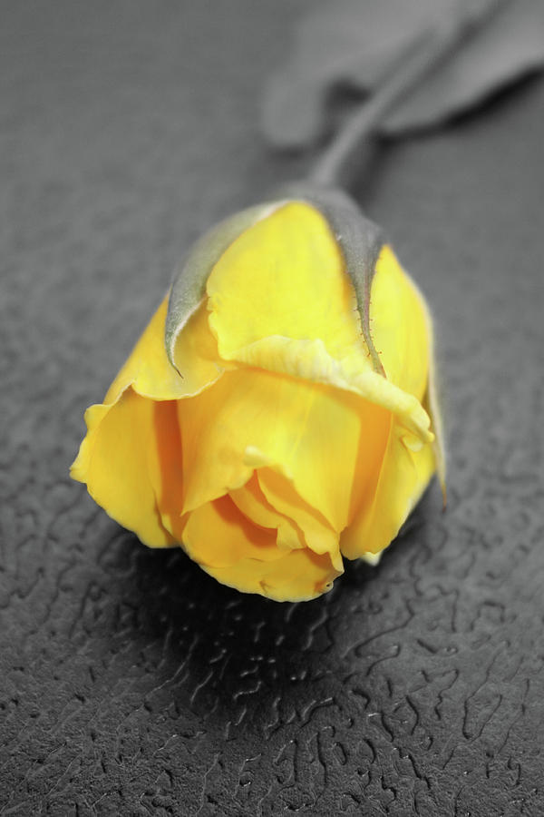 Nature Photograph - Yellow rose by Angel Jesus De la Fuente