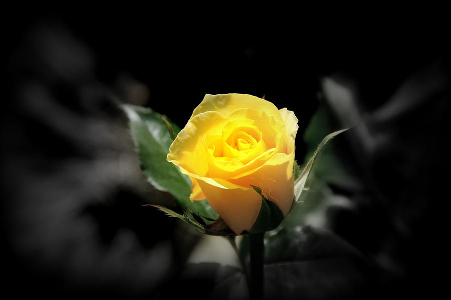 Rose Photograph - Yellow Rose by Angela Chesnutt