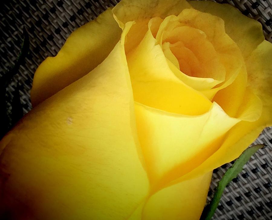 Yellow rose Photograph by April Cook