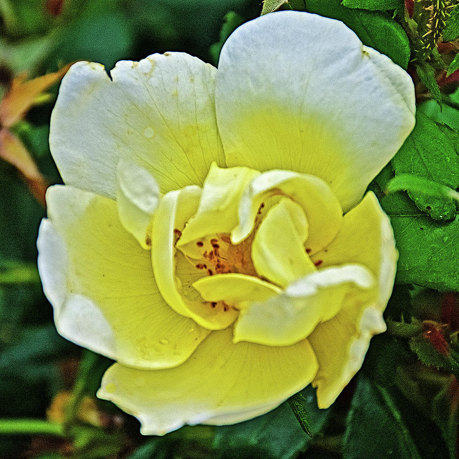 Yellow Rose at Rogue River Dam in rockford, michigan Photograph by Ruth Hager
