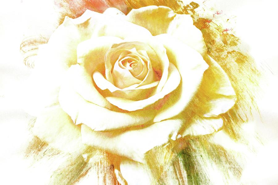 yellow Rose Photograph by Athala Bruckner