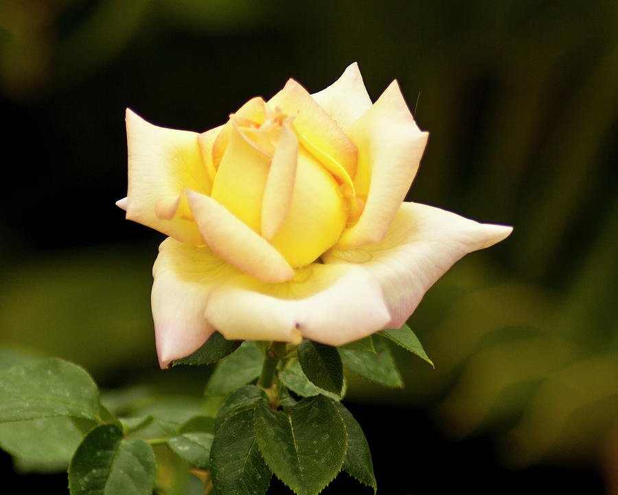 Yellow Rose Photograph by Bill Barber