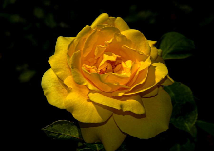 Yellow Rose Photograph by Bill Howard
