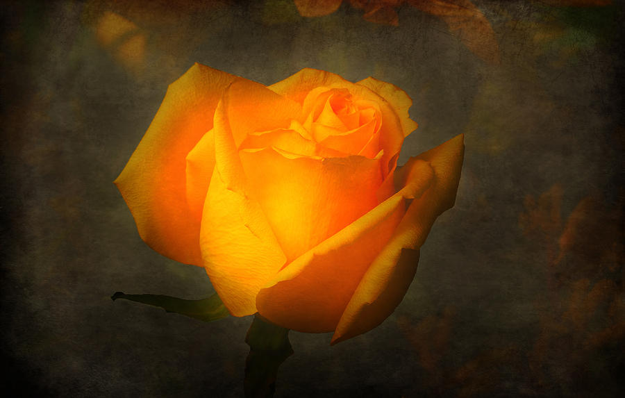 Yellow rose bloom Photograph by Lowell Monke
