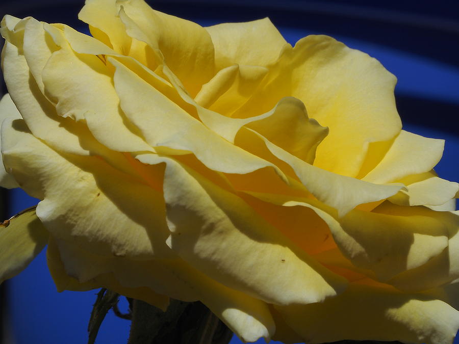 Yellow Rose Blue Planter Photograph by Richard Thomas
