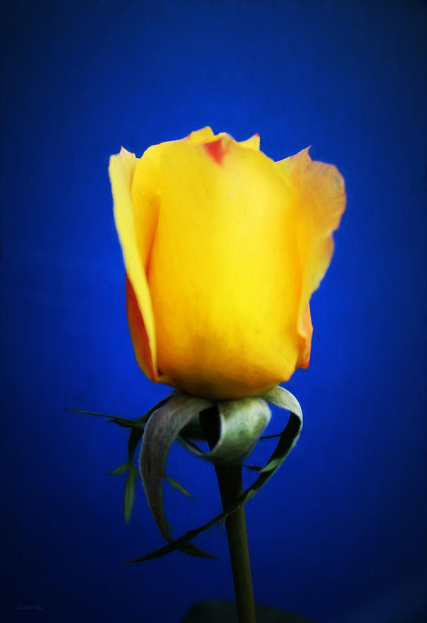 Rose Mixed Media - Yellow Rose Blues by Shawna Rowe