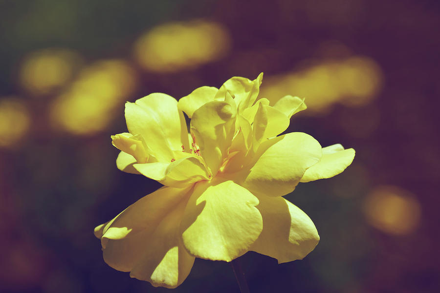 Yellow Rose Bokeh Photograph