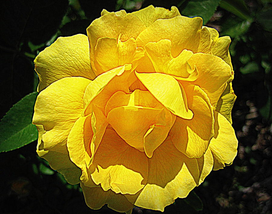 Flower Photograph - Yellow Rose by Bonita Brandt