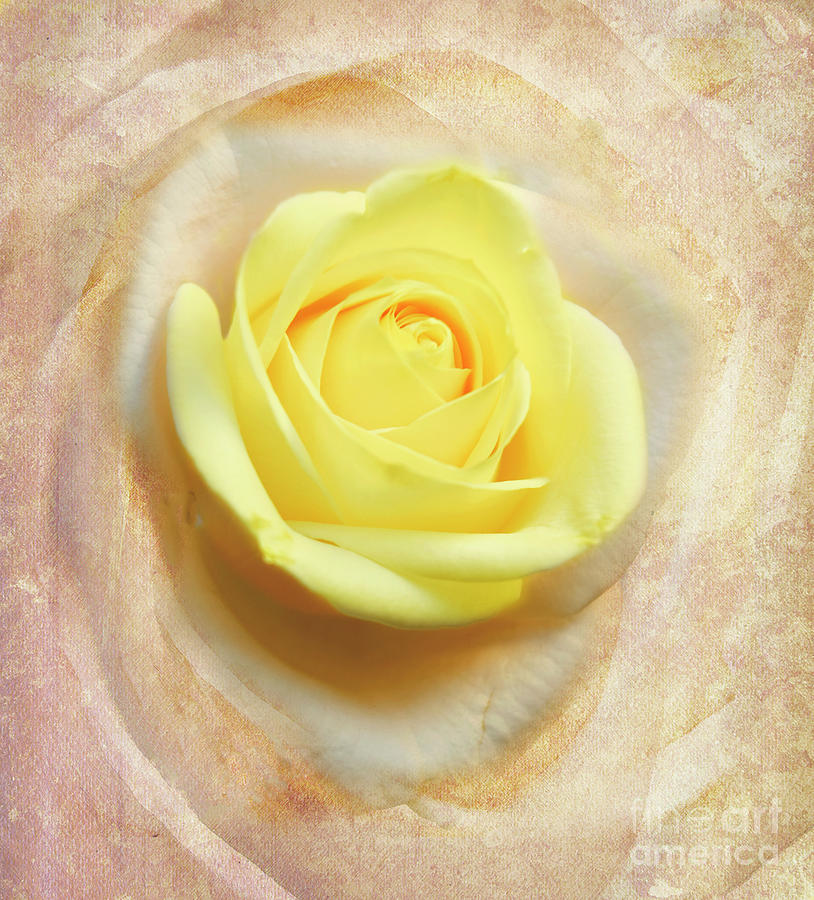 Abstract Photograph - Yellow rose by Bruce Bain