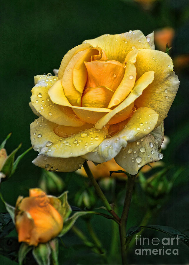 Yellow Rose BS Photograph by Edward Sobuta