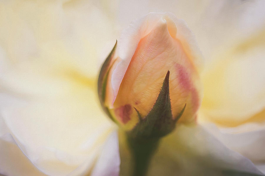 Rose Photograph - Yellow Rose Bud by Cindi Ressler