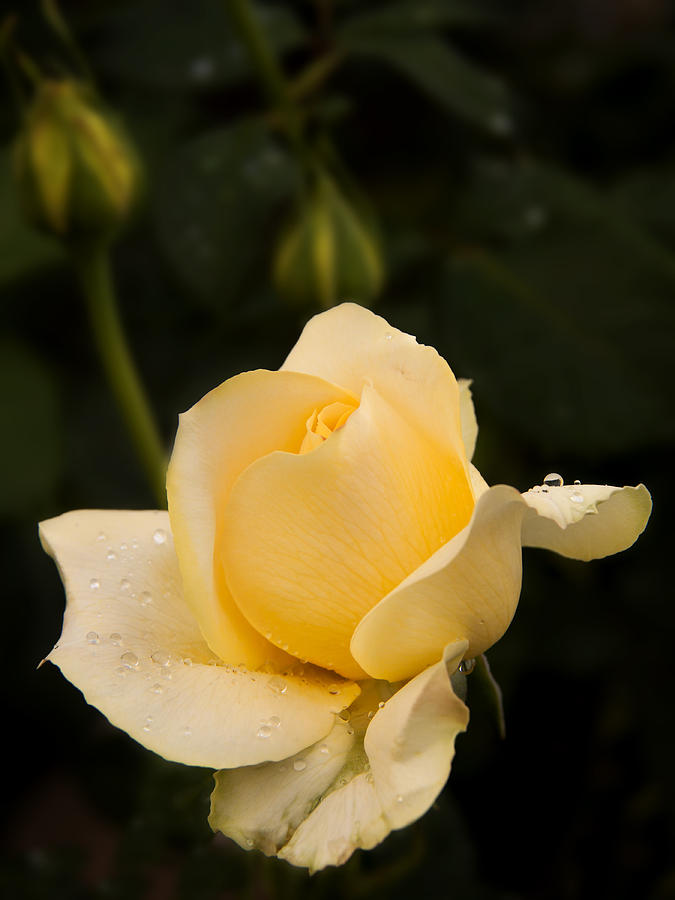 Yellow Rose Bud Photograph by Inge Riis McDonald