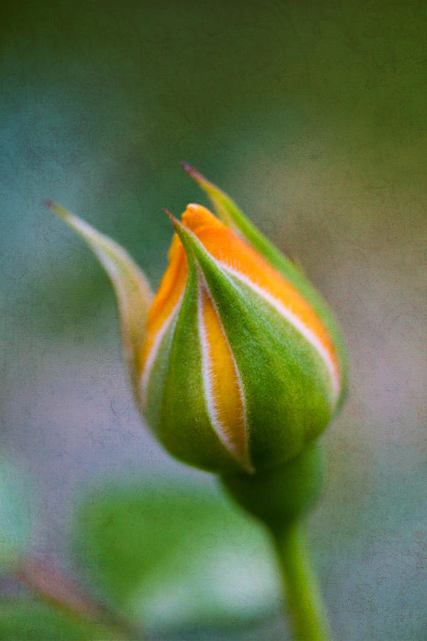 Yellow Rose Bud - Rose Bud Photograph by Marie Jamieson
