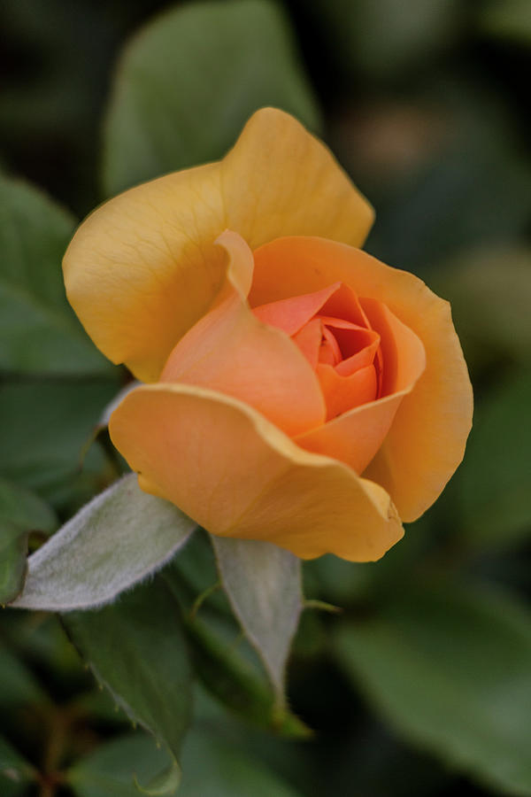 Yellow Rose Bud Photograph by Teresa Wilson