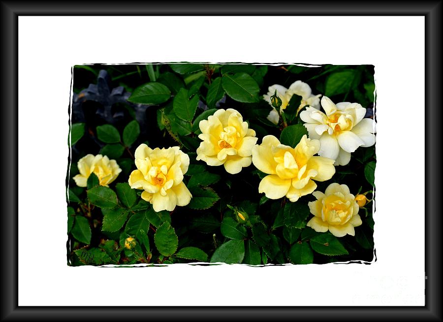 Yellow Rose Bush Photograph by Marsha Heiken