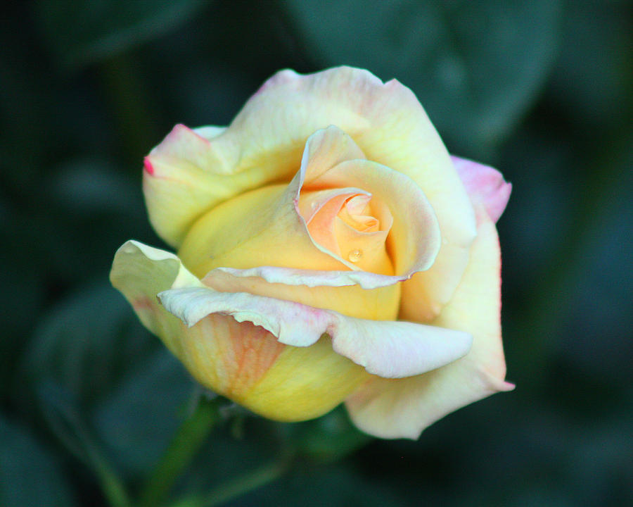 Yellow Rose Photograph by Captain Debbie Ritter