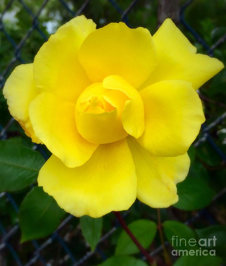 Yellow Rose Photograph by CAC Graphics