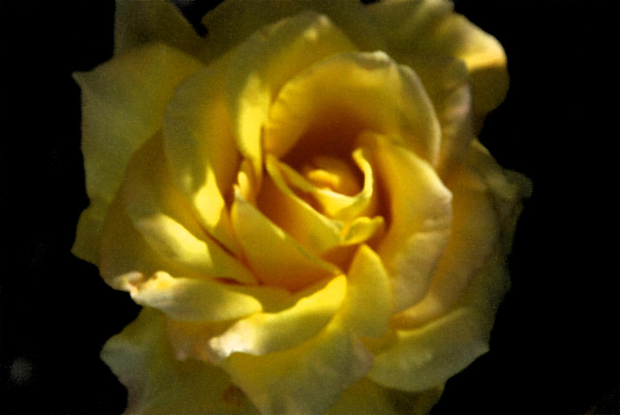 Yellow Rose  Photograph by Carol Eliassen