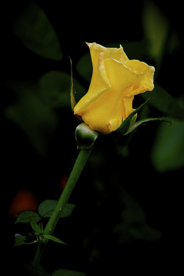Yellow Rose Photograph by Carol Tsiatsios