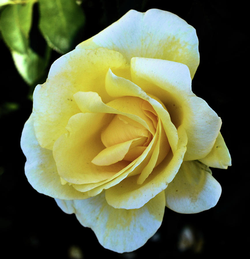 Yellow Rose Photograph by Charles HALL