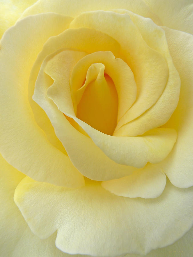 Summer Photograph - Yellow Rose Chiffon by Jennie Marie Schell