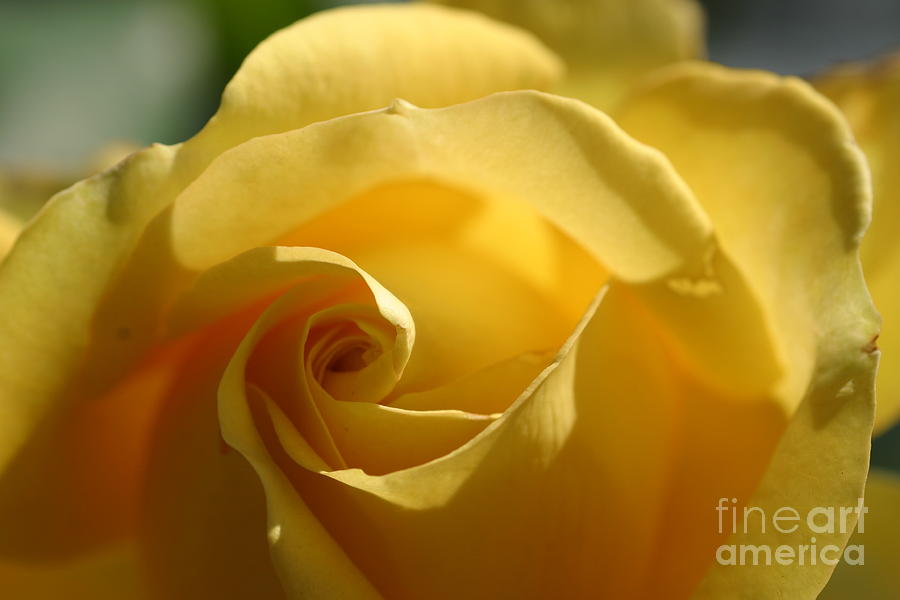 Rose Photograph - Yellow Rose by Chuck Kuhn
