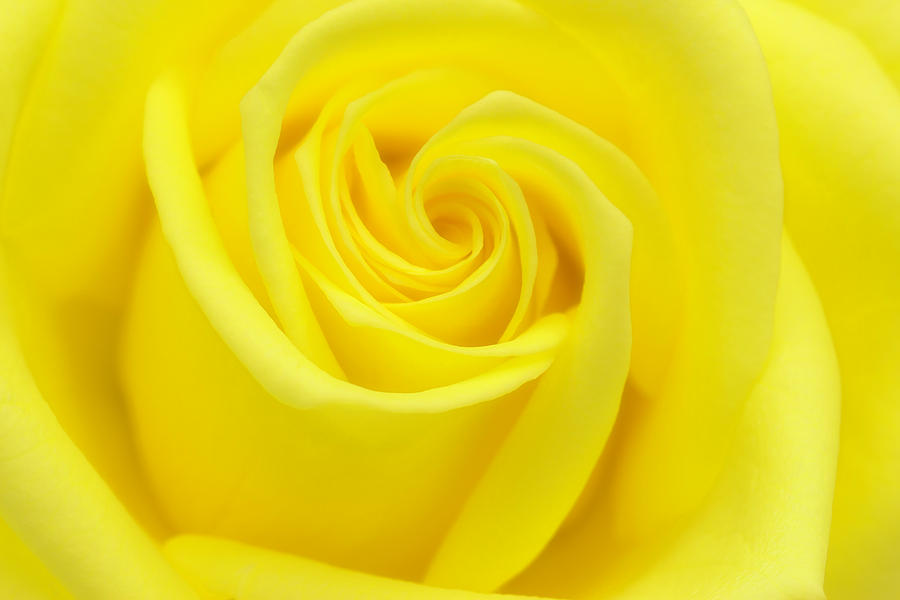 Yellow Rose Photograph by Cindi Ressler